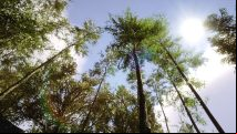 Do Sons of the Forest trees grow back?