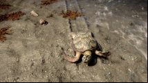 How to use a Sons of the Forest turtle shell