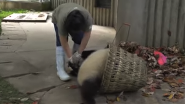 The game about an annoying goose was partly inspired by video of bothersome pandas